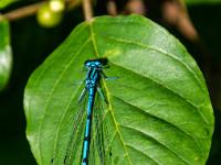 Speer Azurjungfer Libelle auf rundem Blatt